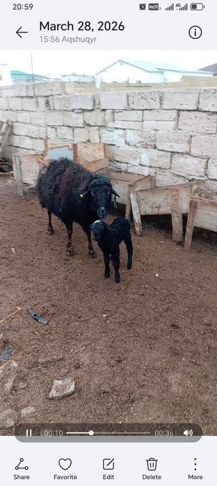 Қозылы қой сатылады