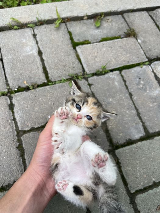 Отдам трех котят в хорошие руки!!