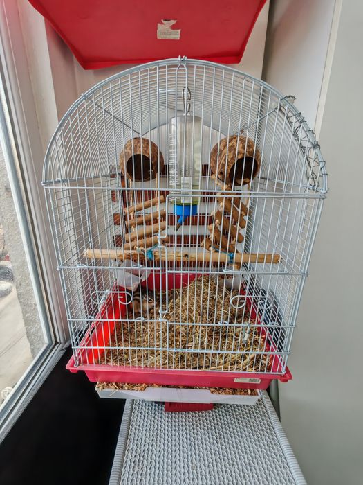 Veverița Siberiană