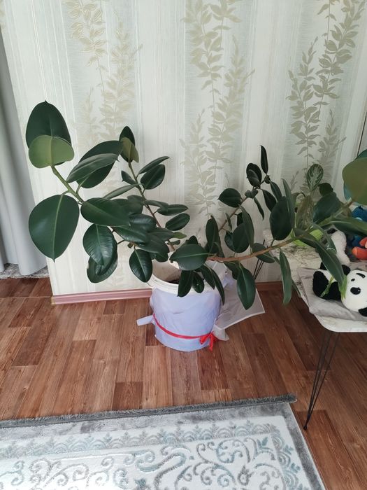 Продам фикус домашний