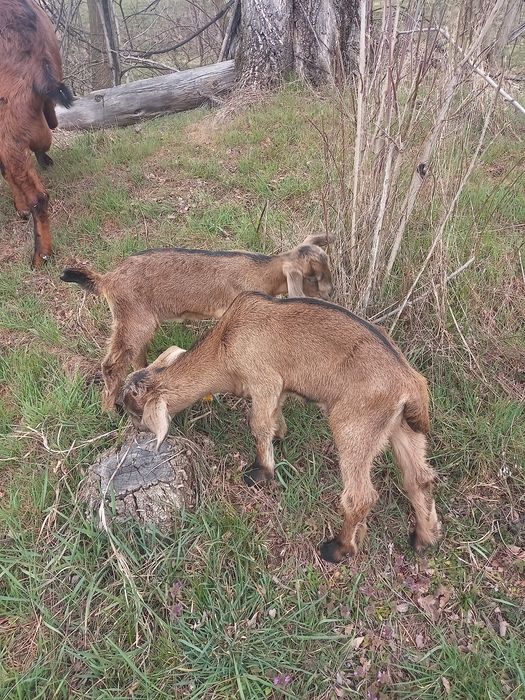 Vînd capră alpină cu doi iezi pereche