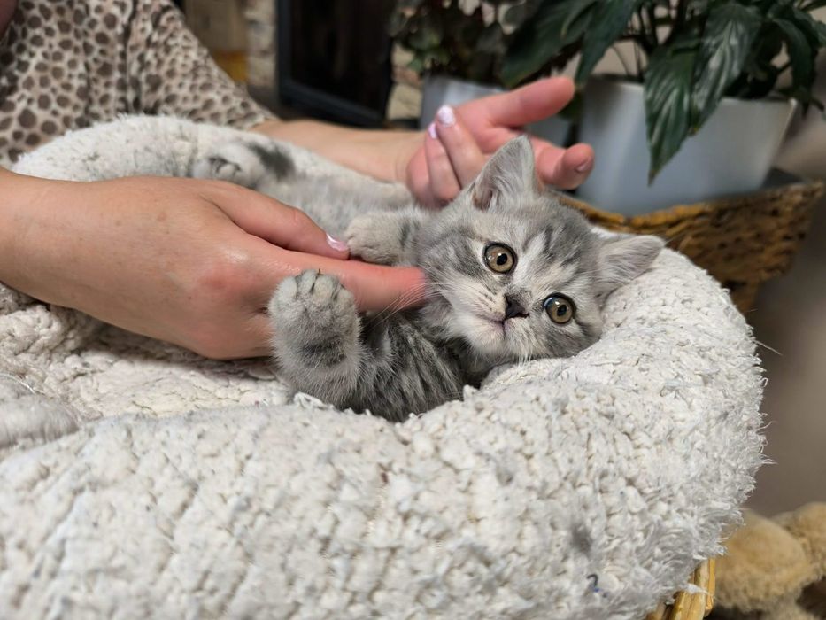 British silver tabby mascul