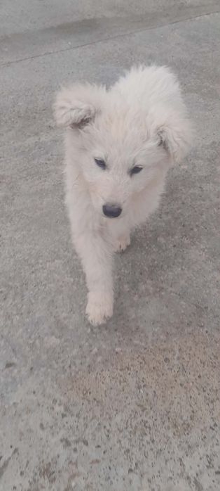 Швейцарска овчарка