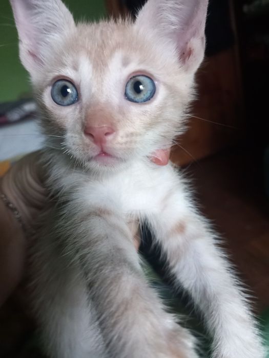 Motanel mic pentru adopție!