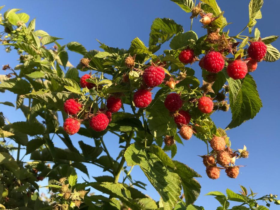 Саженцы малины сорт бабье лето