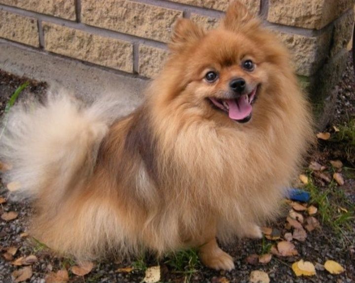 Пр.щенка мини шпица мальчик 4 мес.