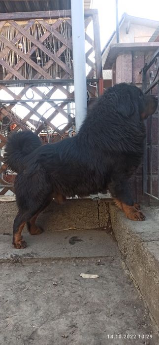 Львёнок ищет подругу