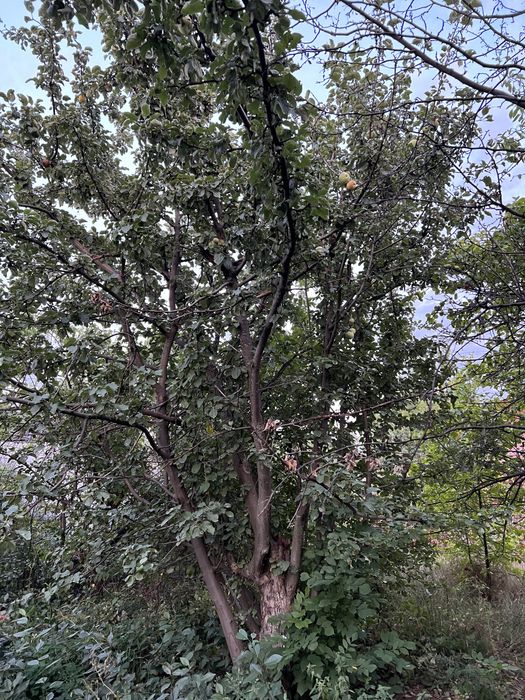 Дача в городе. Телецентр!