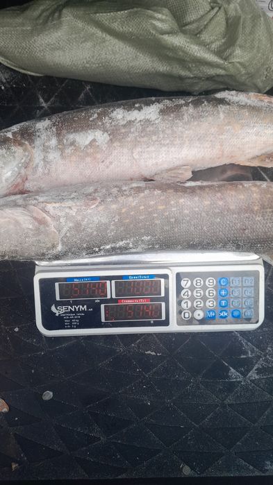 Щука. Крупная. От2 кг