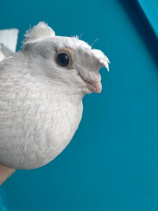 продаётся пара белых на игру