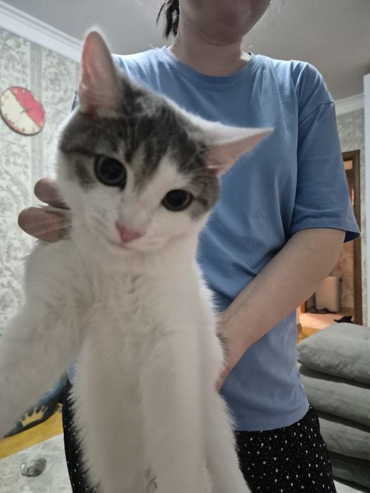 Котёнка бесплатно отдам