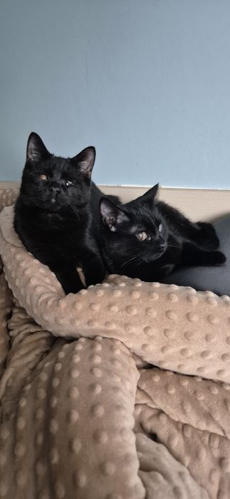 Отдам чёрных котят