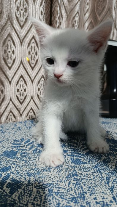 Продаются котята