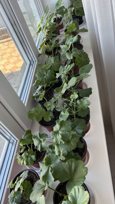 Пеларгония Grainger’s Antique Rose