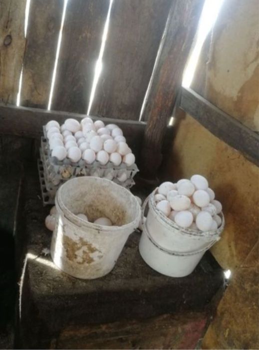 Куры несушки белые , яцо несут хорошо