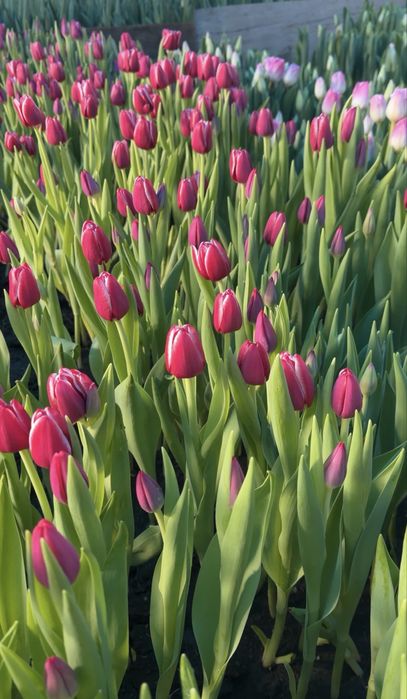 Тюльпаны Алматы-Выгодные цены!