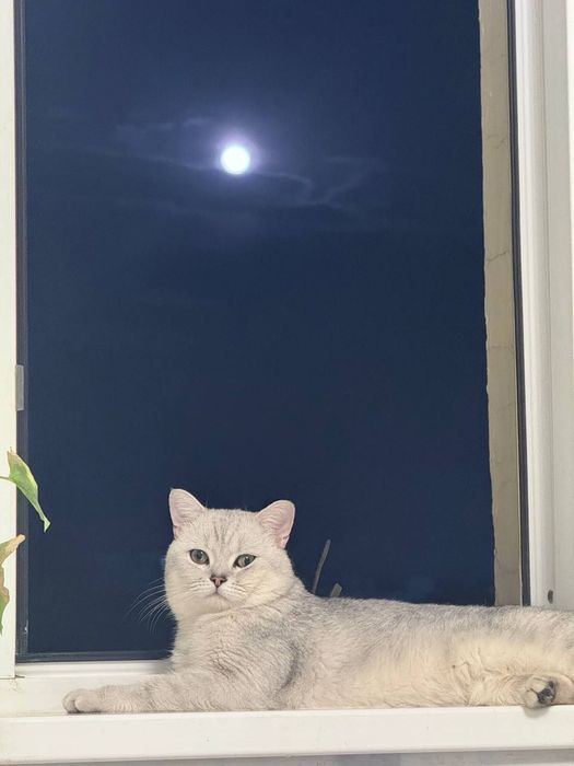 Продаётся котята полтора месяца