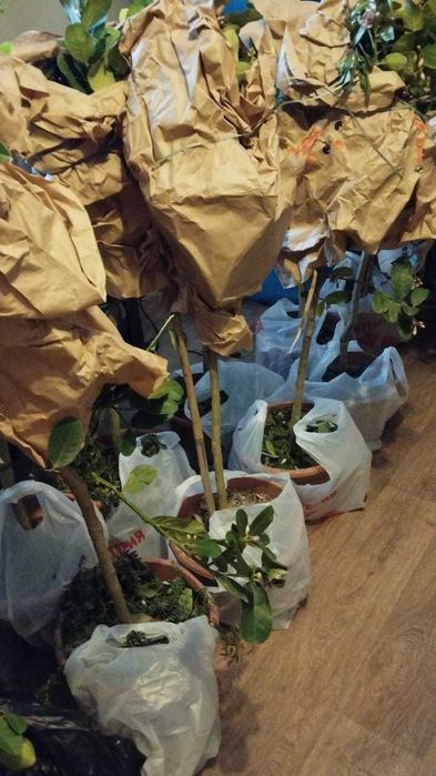 Лимон цветущий и с плодами