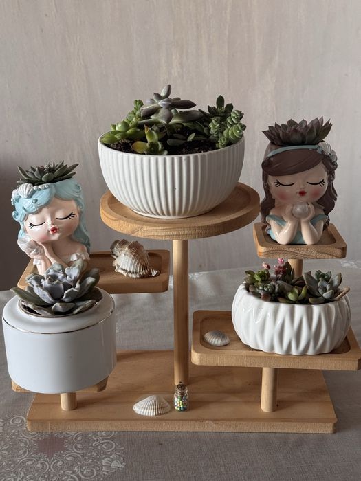 Комнатные растения цветы