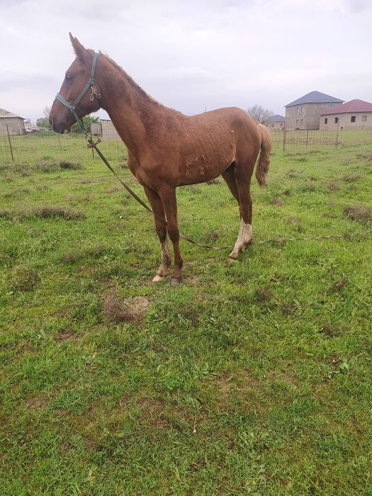 2 жасар кунандар сатылады