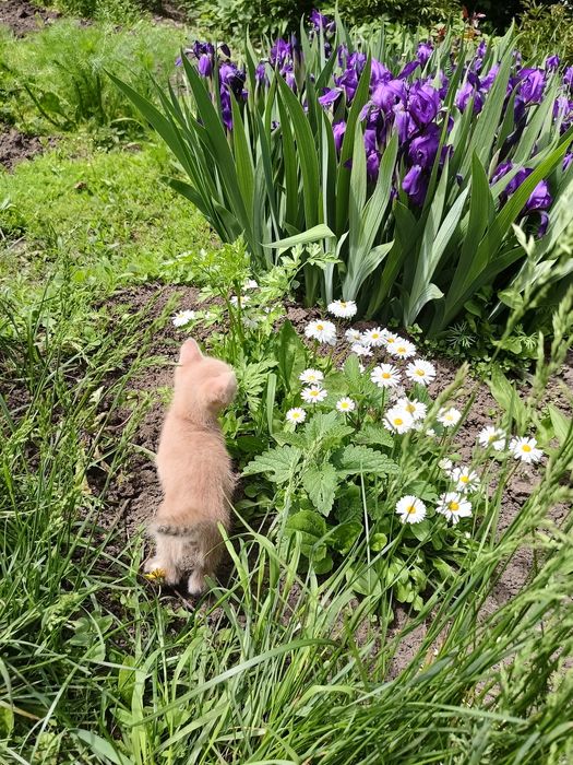 Отдам в добрые руки котят.