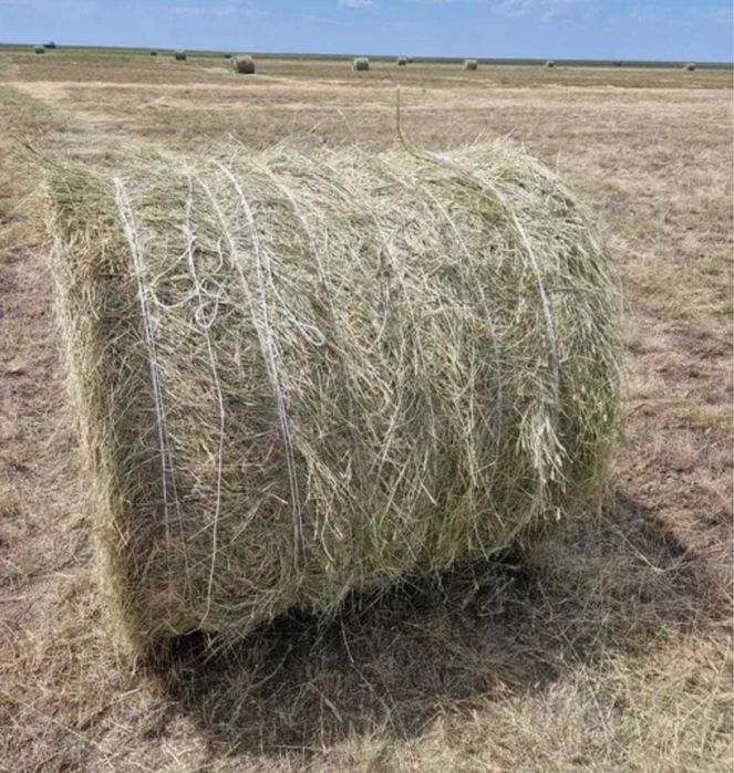 Жетняк Сено тюук астана