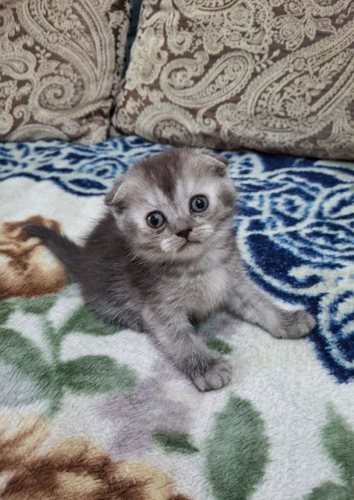 Шотландский вислоухий котенок