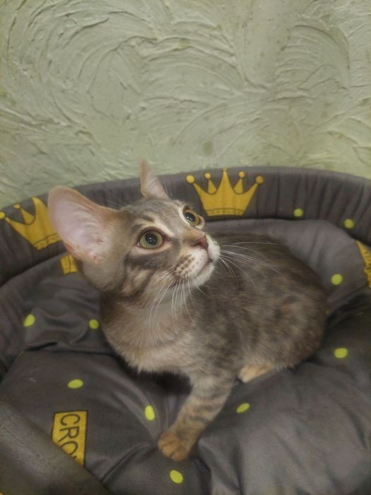 Срочно! Отдаем котят в добрые руки.