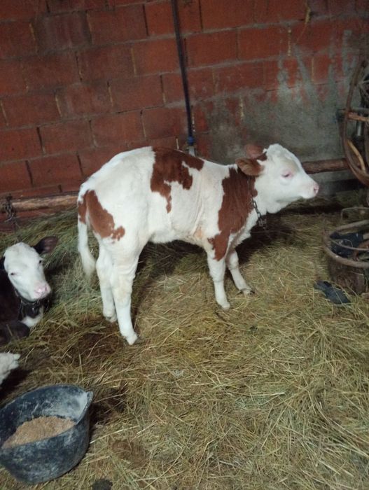 Vând 3 vițele  baltate