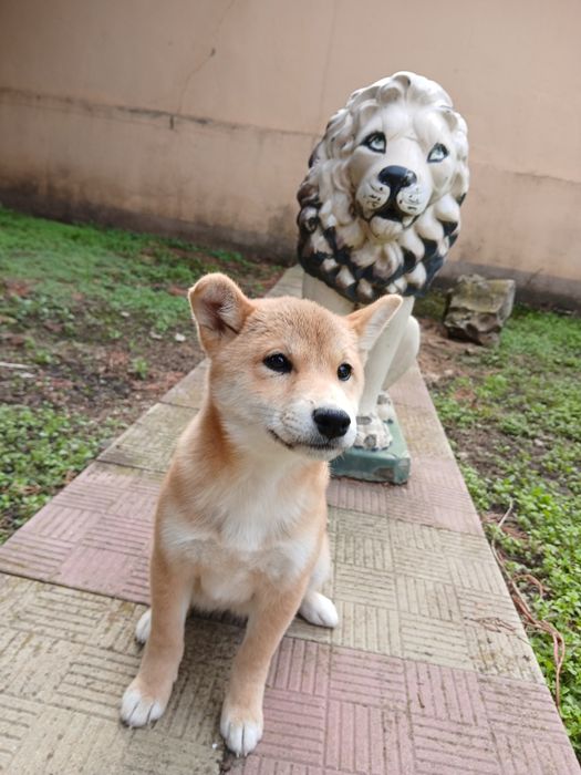 shiba inu Animale de companie - Main Image