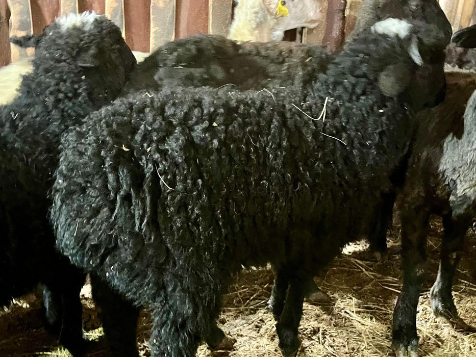 Продам 2 баранчика 3 месячные