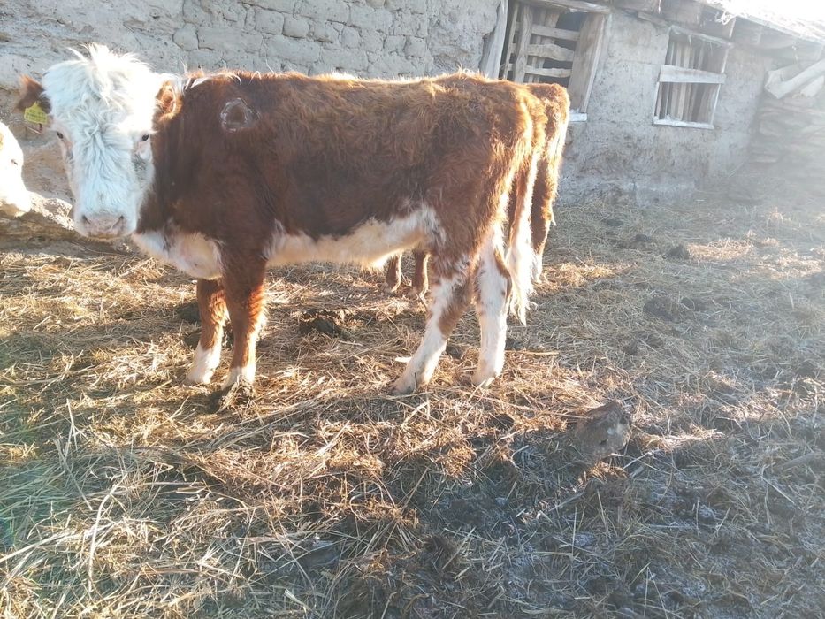 Продам бычков 2 гол