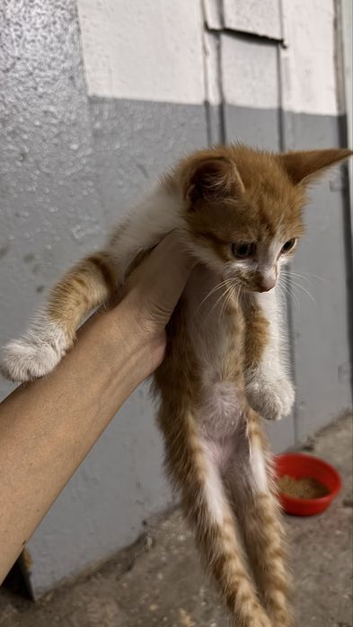 Отдам даром , котенок 1 месяц , ласковый