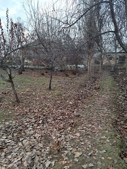 Пискэнт туманида ер сотилади