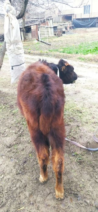 Гуножин молар 2 дона