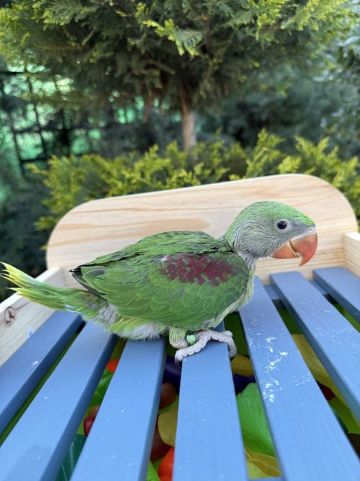 Puiut deosebit de bland papagal Marele Alexandru Alexander