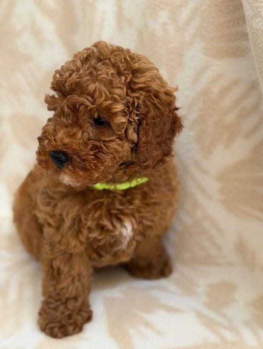 Pui mascul Toy Poodle disponibil
