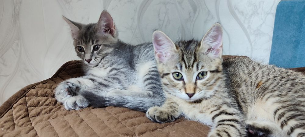 Отдам котят домашние