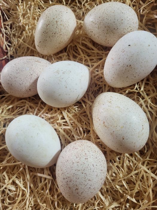 Ouă de găină producător local