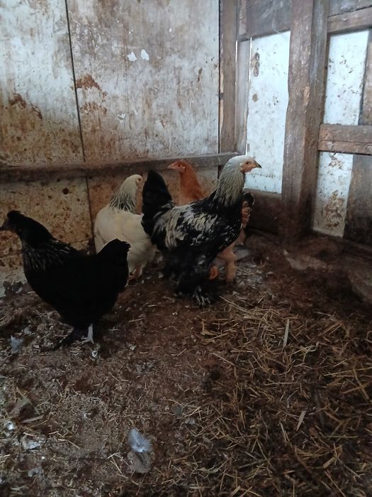 Продам петух брама
