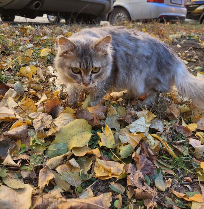 Кошки.