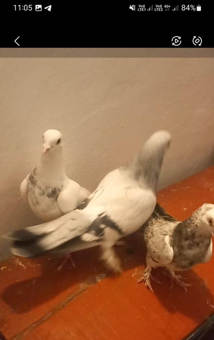 Продаются голуби