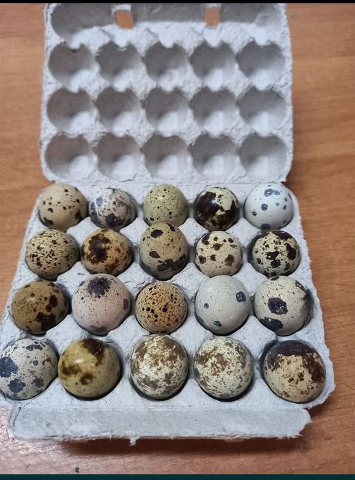 Инкубационное яйцо