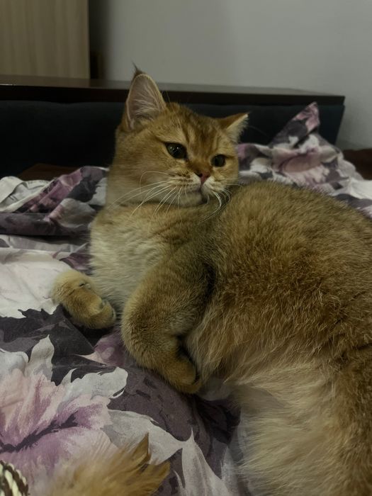 Передержка кошек