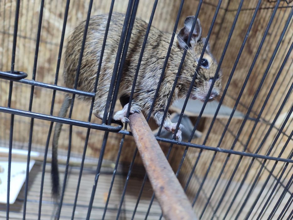 Белки дегу по 10000 тг