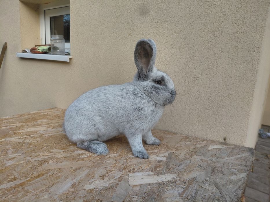 Iepuri de rasa Wienez Albastru