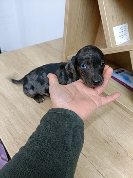 Teckel mini arlequin merle tekel mini pitic blue eyes ochii albastrii