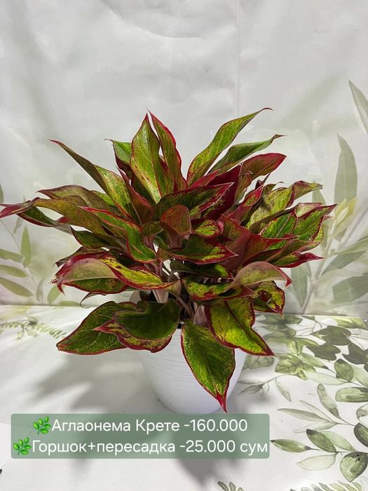 Аглаонемы, Калатеи  и др растения