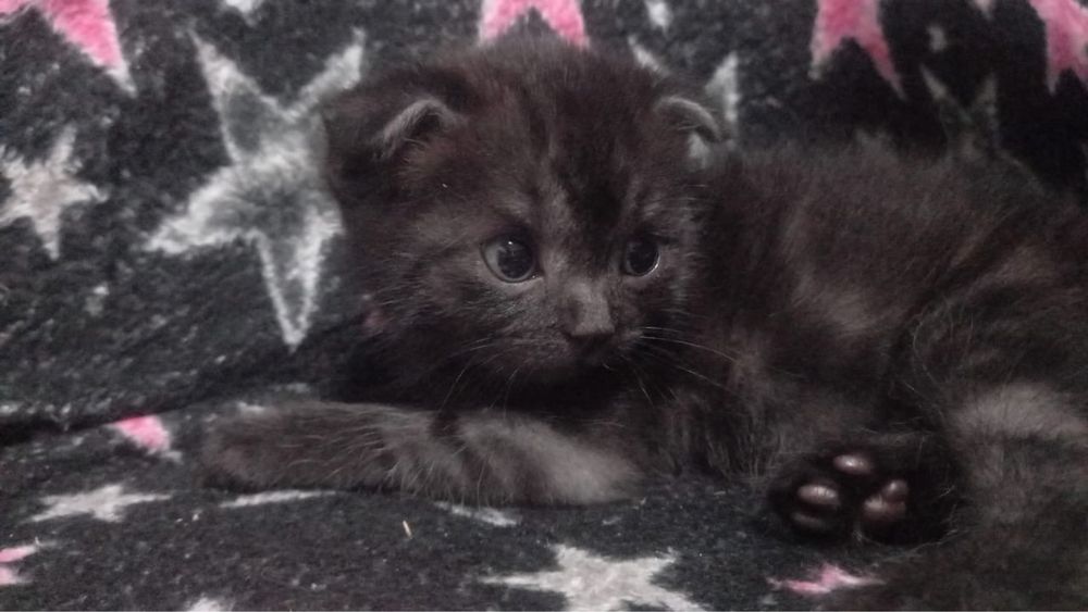 Котенок вислоухий