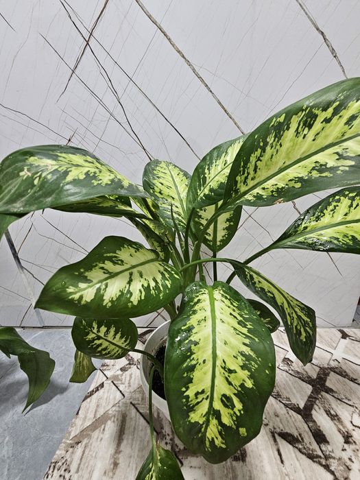 Продаю комнатные цветы.